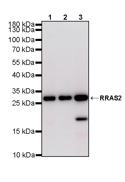RRAS2 Recombinant Rabbit mAb (S-4292-21)