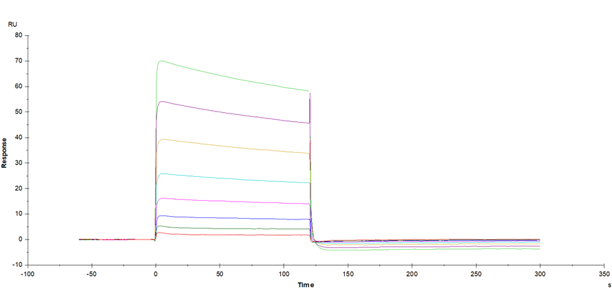 Fc γ RIIIB/CD16b (NA2) His Tag Protein, Human