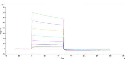 Fc γ RIIIB/CD16b (NA2) His Tag Protein, Human