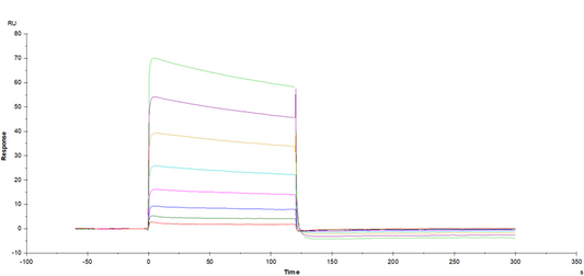Fc γ RIIIB/CD16b (NA2) His Tag Protein, Human