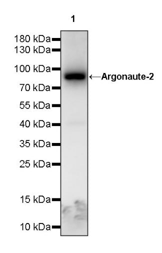 Argonaute-2 Recombinant Rabbit mAb (S-1826-47)