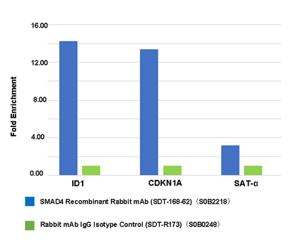 SMAD4 Recombinant Rabbit mAb (SDT-168-62)