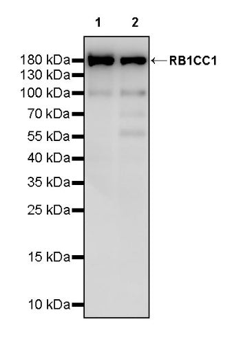 RB1CC1 Recombinant Rabbit mAb (S-2367-251)