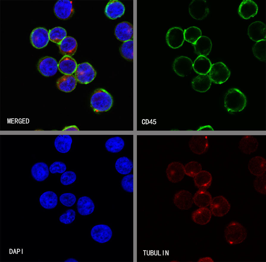 S-RMab® CD45 Recombinant Rabbit mAb,PBS Only (SDT-R035)