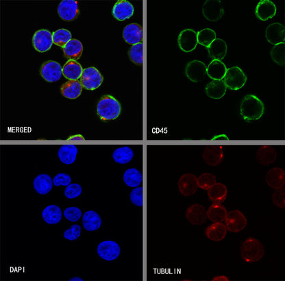 S-RMab® CD45 Recombinant Rabbit mAb,PBS Only (SDT-R035)