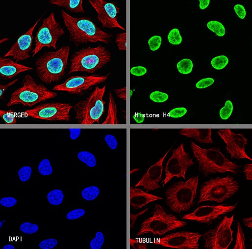 Histone H4 Recombinant Rabbit mAb (S-499-253)