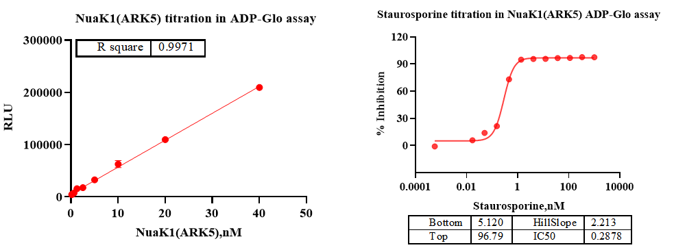 NuaK1(ARK5) GST&Flag Tag Protein, Human