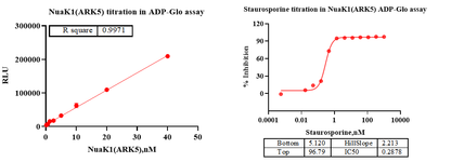 NuaK1(ARK5) GST&Flag Tag Protein, Human