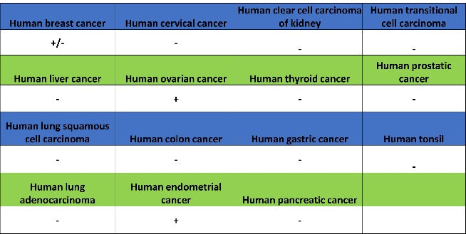 SOX17 Recombinant Rabbit mAb (SDT-1803-48)