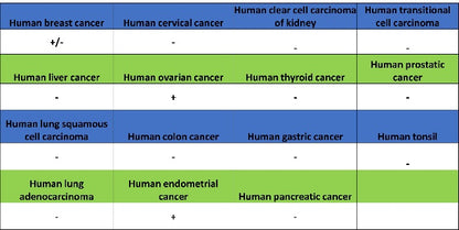 SOX17 Recombinant Rabbit mAb (SDT-1803-48)
