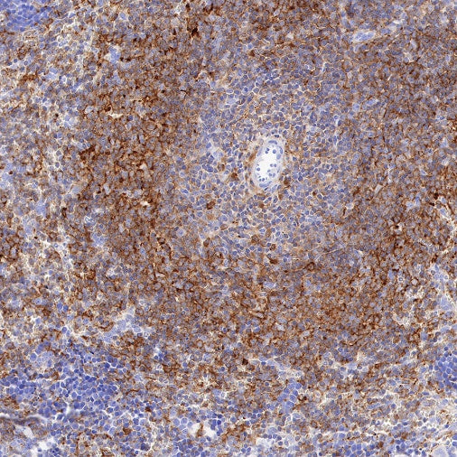 CSF-1R Recombinant Rabbit mAb (S-R219)