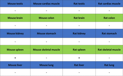Thrombospondin 1 Recombinant Rabbit mAb (S-4153-22)