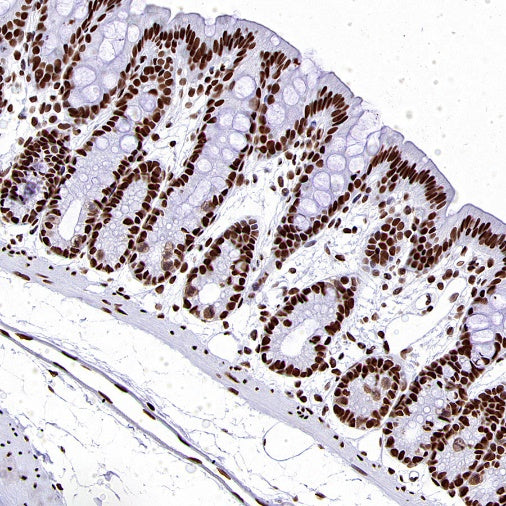 SP1 Recombinant Rabbit mAb (S-3073-71)
