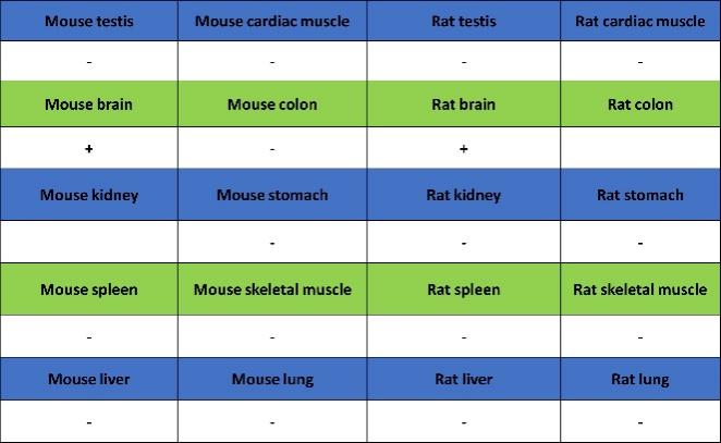 PSD-95 Recombinant Rabbit mAb (S-1518-4)