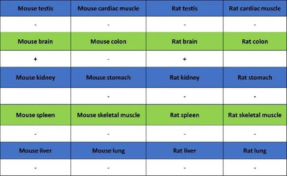 PSD-95 Recombinant Rabbit mAb (S-1518-4)