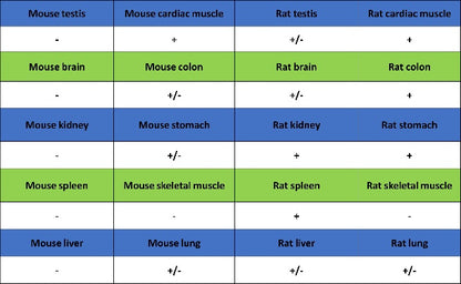 eNOS Recombinant Rabbit mAb (S-1885-94)
