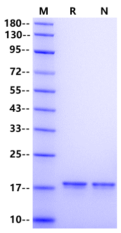 IL-28A/IFN-λ2 Protein, Human