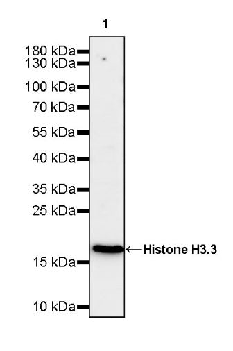 Histone H3.3 Recombinant Rabbit mAb (S-3883)