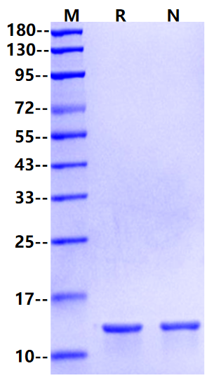 IL-4 Protein, Rat