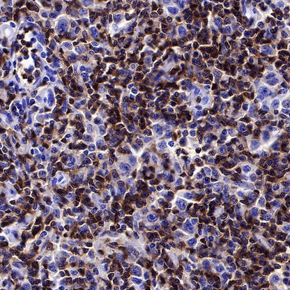 CD3 epsilon Mouse mAb (SDT-570-36)