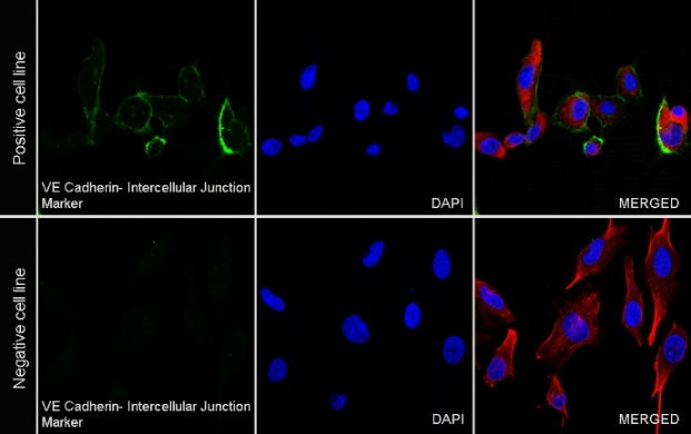 VE Cadherin Recombinant Rabbit mAb (S-3312-118)