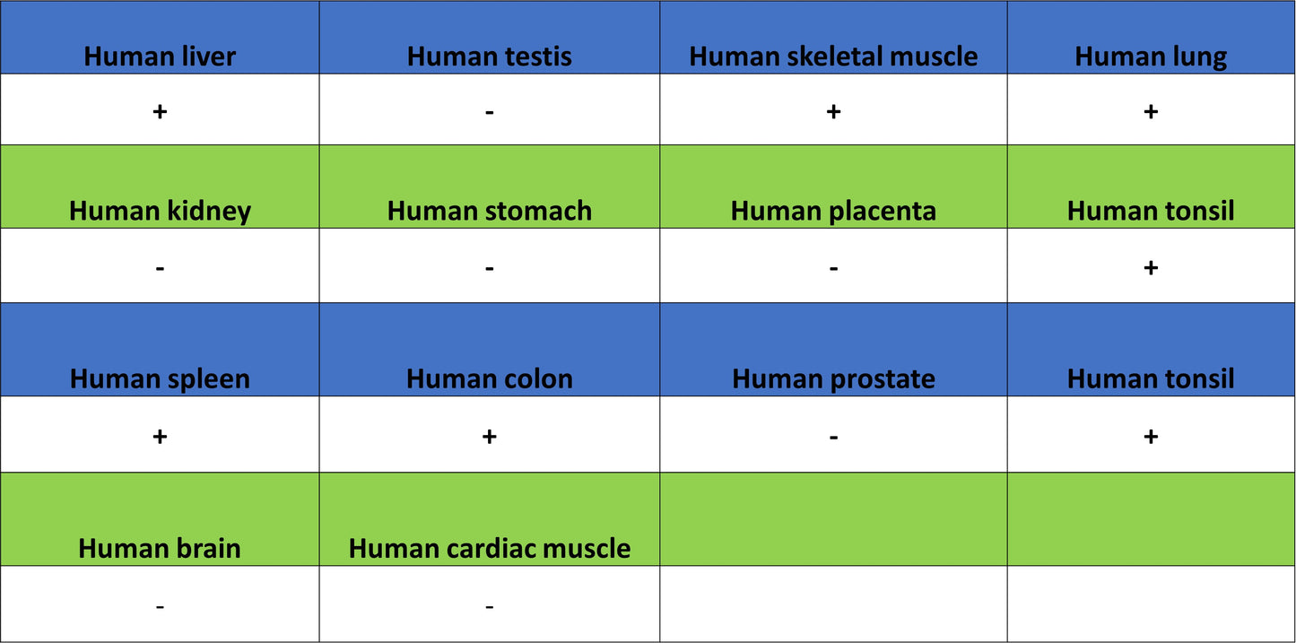 MMP9 Recombinant Rabbit mAb (S-3915-36)