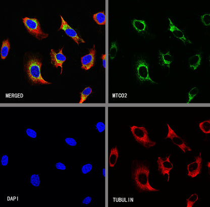 MTCO2 Recombinant Rabbit mAb (S-1891-72)