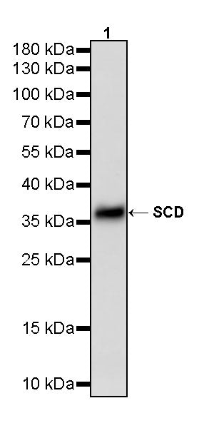 SCD Recombinant Rabbit mAb (S-4467-1)