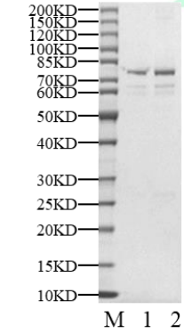 YSK GST Tag Protein, Human