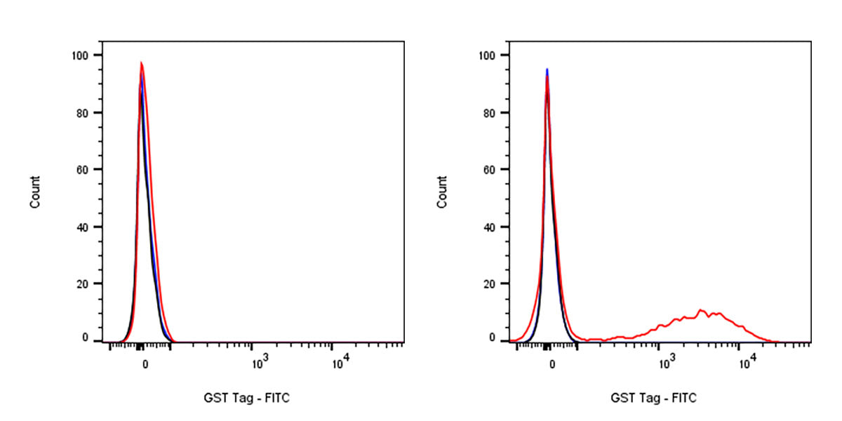 GST Tag Recombinant Rabbit mAb (FITC Conjugate) (S-372-19)