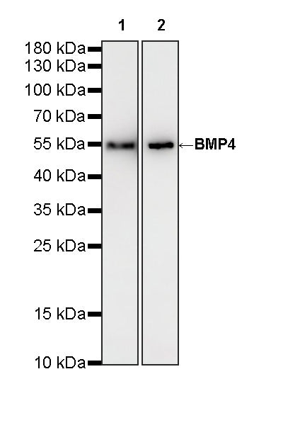 BMP4 Recombinant Rabbit mAb (S-3938-66)