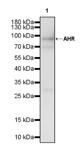 AHR Recombinant Rabbit mAb (S-2370-150)