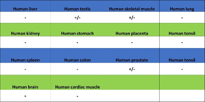 Rab11 Recombinant Rabbit mAb (S-1601-68)