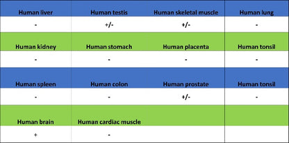 Rab11 Recombinant Rabbit mAb (S-1601-68)
