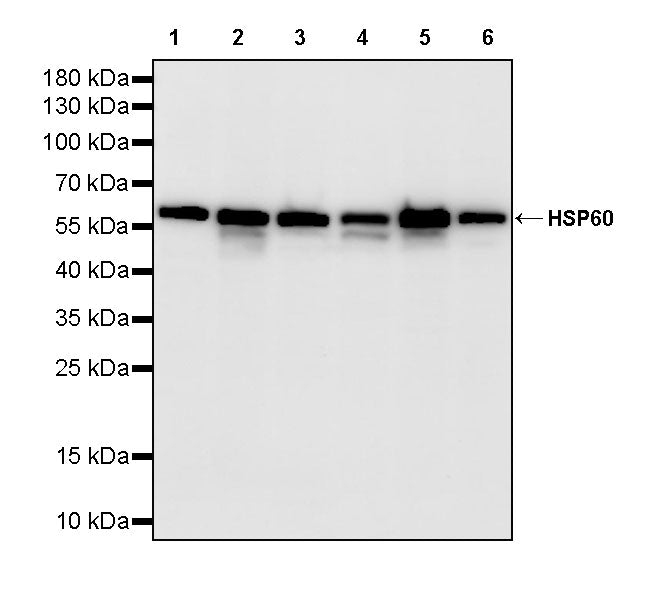 HSP60 Recombinant Mouse mAb (S-5385)