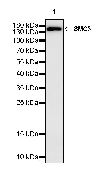 SMC3 Rabbit Polyclonal Antibody