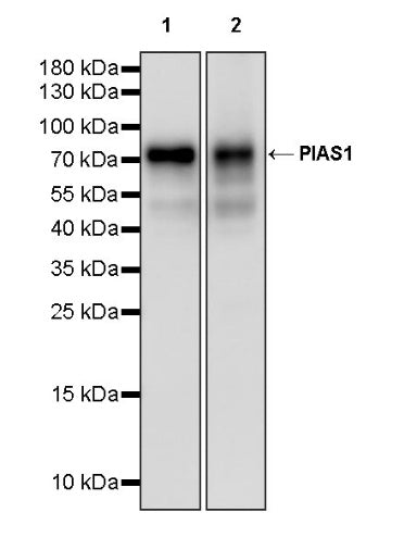 PIAS1 Recombinant Rabbit mAb (S-1430-7)