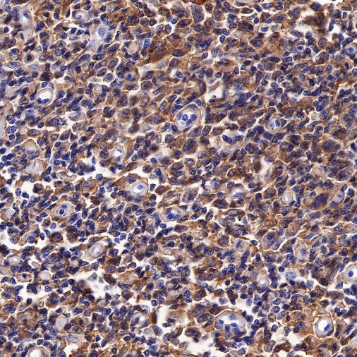 CD44 Recombinant Rabbit mAb (SDT-R107)