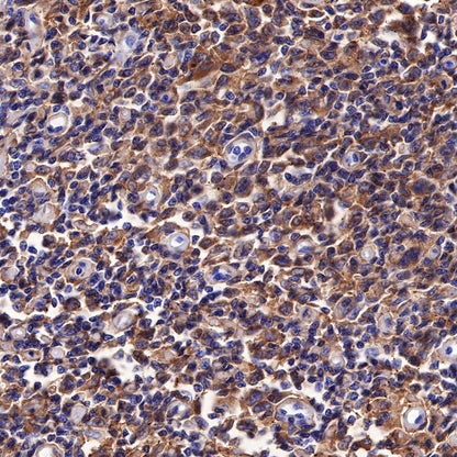 CD44 Recombinant Rabbit mAb (SDT-R107)