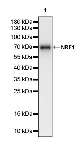 NRF1 Recombinant Rabbit mAb (S-2409-103)