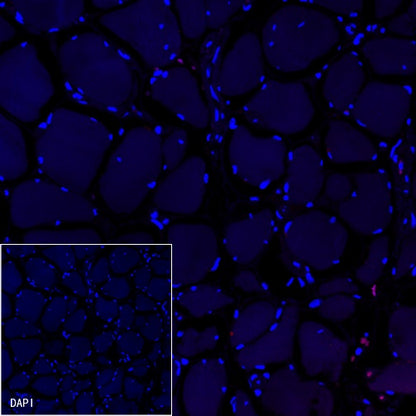 CD79a/MB-1 Recombinant Rabbit mAb (Alexa Fluor® 594 Conjugate) (S-030-18)
