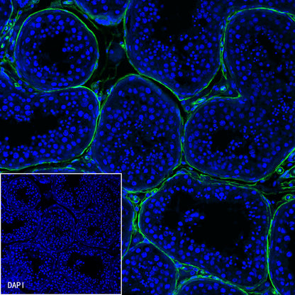 CD34 Recombinant Rabbit mAb,PBS Only (SDT-051-68)