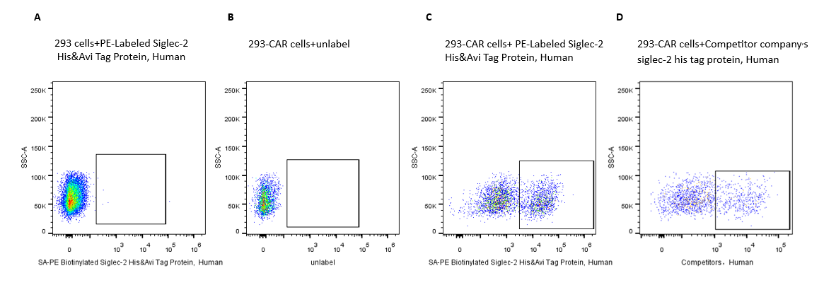 PE-Labeled Siglec-2/CD22 His&Avi Tag Protein, Human