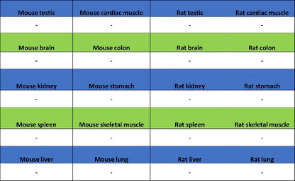 TMEM16A Recombinant Rabbit mAb (SDT-2179-12)