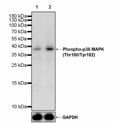 Phospho-p38 MAPK (Thr180/Tyr182) Recombinant Rabbit mAb (S-3861)