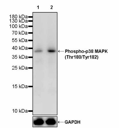 Phospho-p38 MAPK (Thr180/Tyr182) Recombinant Rabbit mAb (S-3861)