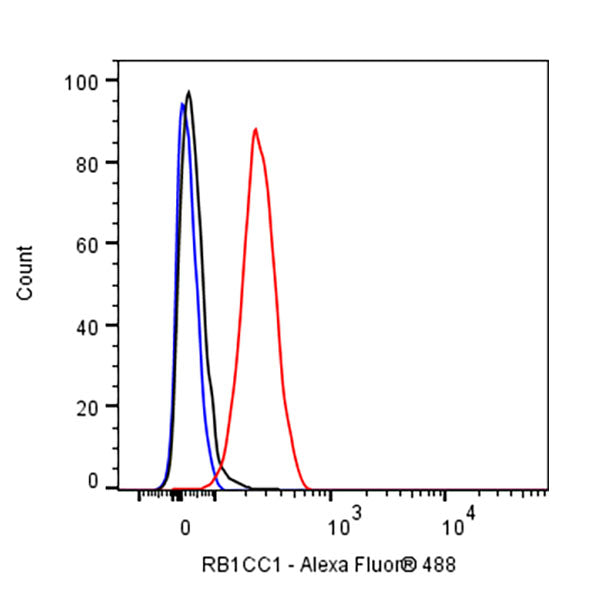 RB1CC1 Recombinant Rabbit mAb (S-2367-251)