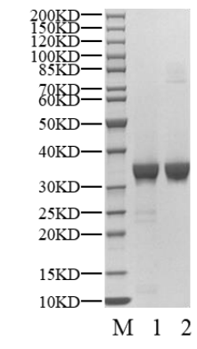 IRAK4 Protein, Human