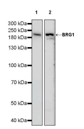 BRG1 Recombinant Rabbit mAb (S-1513-4)