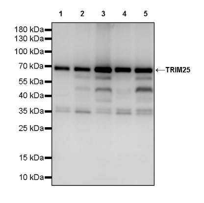 TRIM25 Rabbit Polyclonal Antibody
